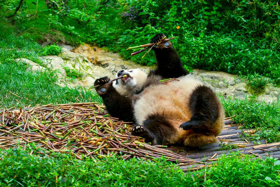 Giant panda